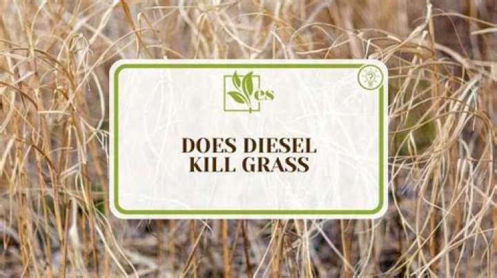 Will diesel kill weeds?