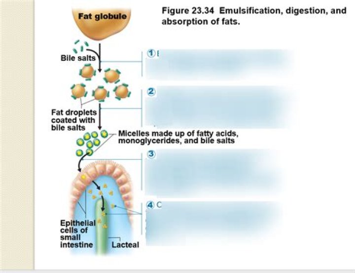 Will emulsify fat so the enzyme?