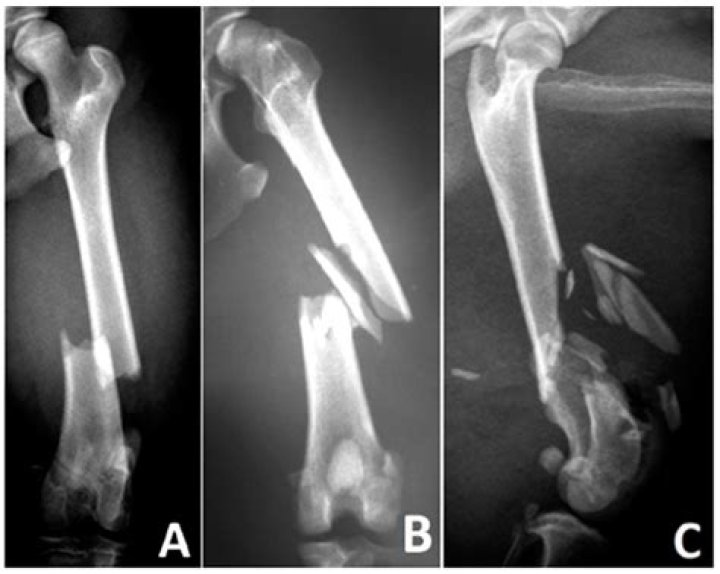 Will t bones hurt dogs?